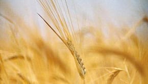 Food Allergies Lessons