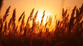 Gluten Intolerance Blog